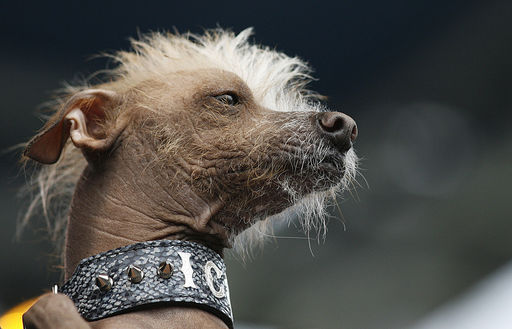 世界で最も醜い犬コンテスト 米カリフォルニアで開催 のらくら速報