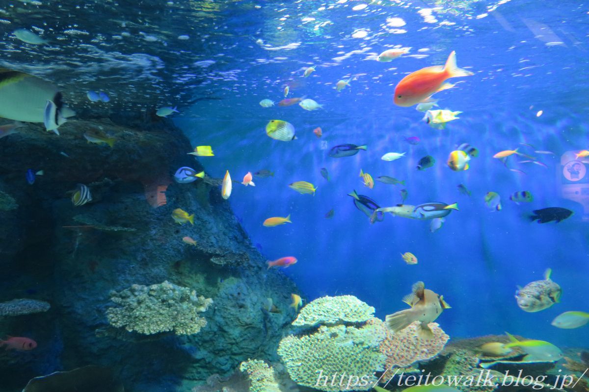 しな水の深海生物展2024とウミガメ「しながわ水族館」 : 帝都を歩く しな水の深海生物展2024とウミガメ「しながわ水族館」 : 帝都を歩く
