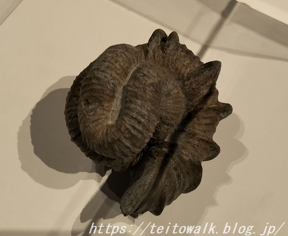 渦が巻けなかった異常巻きアンモナイト展『異形の美学』 : 帝都を歩く