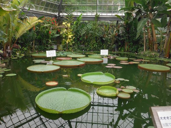 静岡のアマゾン 熱川バナナワニ園 を歩く 帝都を歩く 静岡のアマゾン 熱川バナナワニ園 を歩く 帝都を歩く