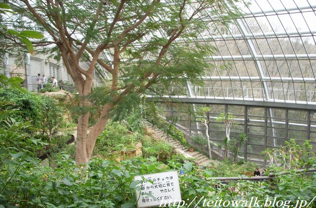 蝶が乱れ飛ぶ大温室 昆虫ユートピア 多摩動物公園 帝都を歩く