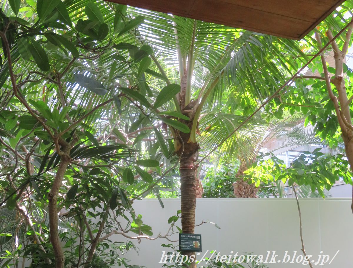 砲撃の中かき集めた糧 グリーンドームねったいかん 帝都を歩く