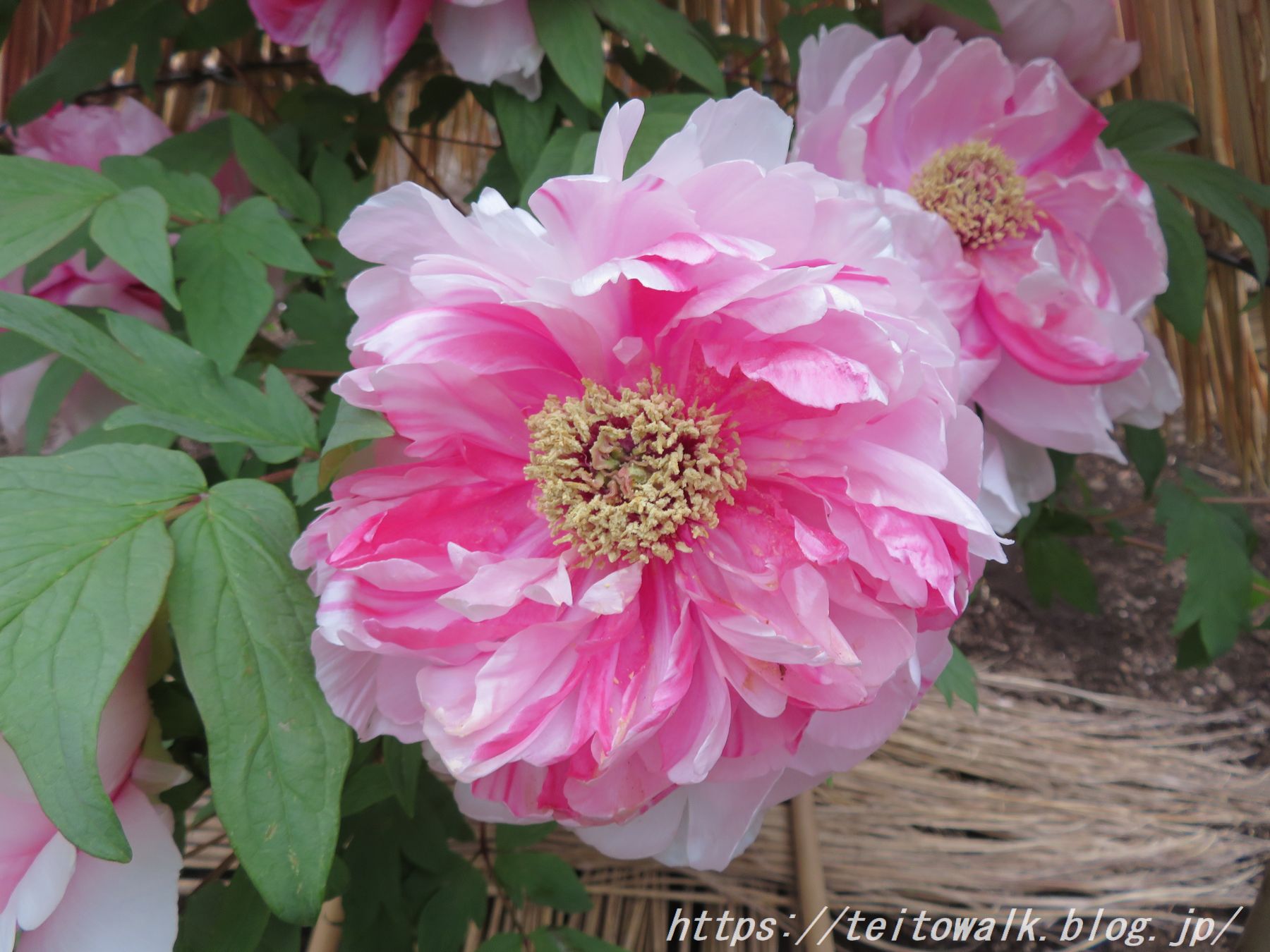 牡丹様 牡丹様♡