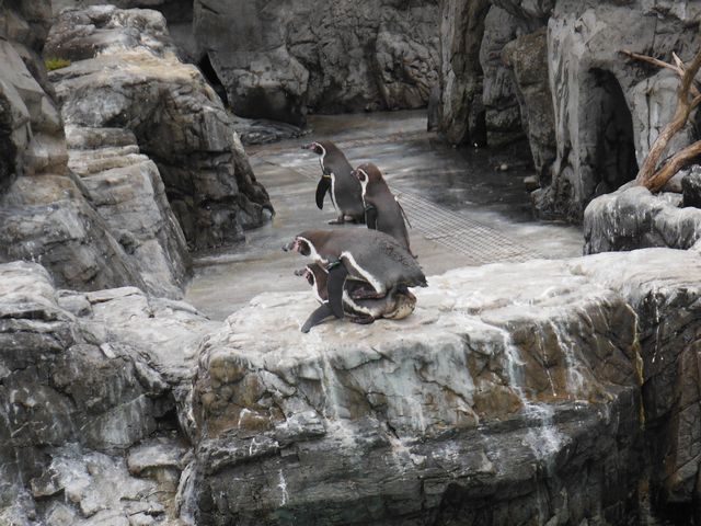 東日本人気no 1水族館 葛西臨海水族園 を歩く 帝都を歩く