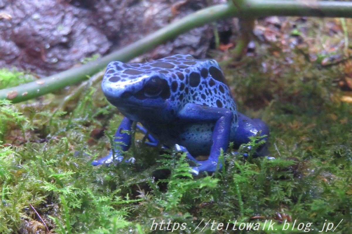 熱帯に生きる爬虫類たちとカエルの園「iZoo&KawaZoo」 : 帝都を歩く