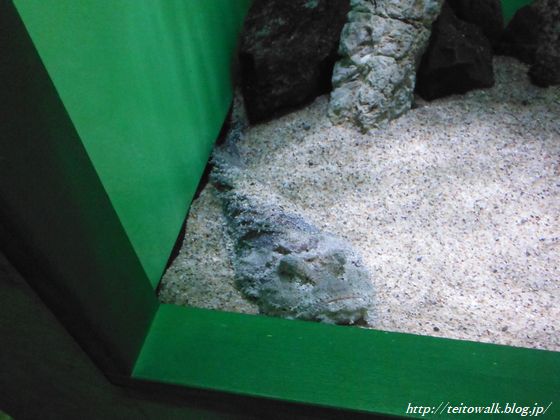 毒を知り 毒に親しむ サンシャイン水族館 猛毒展痛 帝都を歩く 毒を知り 毒に親しむ サンシャイン水族館 猛毒展痛 帝都を歩く