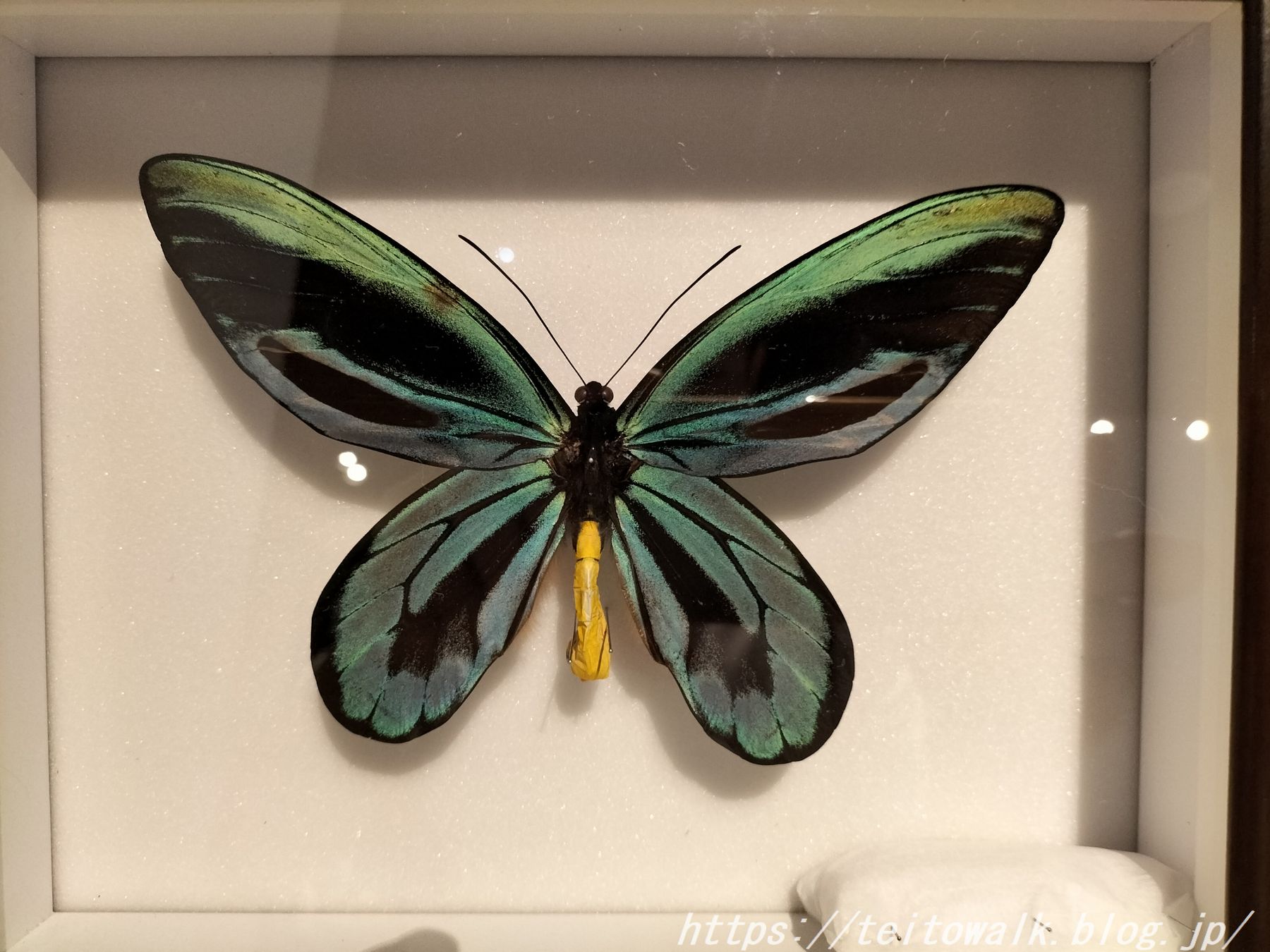 渦が巻けなかった異常巻きアンモナイト展『異形の美学』 : 帝都を歩く