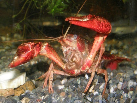 Procambarus_clarkii9284477アメリカザリガニ