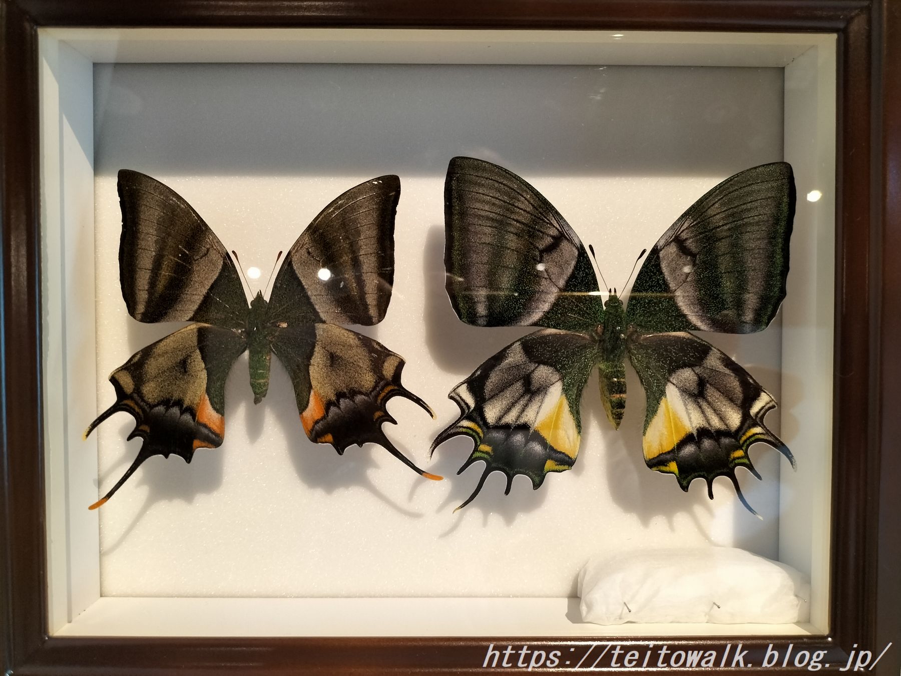 渦が巻けなかった異常巻きアンモナイト展『異形の美学』 : 帝都を歩く