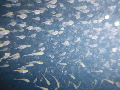 DSCF5727