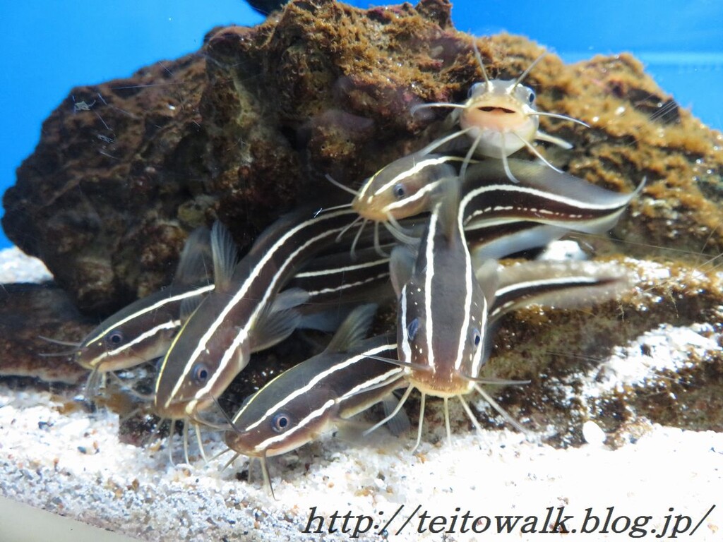 昭和レトロな海辺の水族館 東海大学海洋科学博物館 帝都を歩く 昭和レトロな海辺の水族館 東海大学海洋科学博物館 帝都を歩く