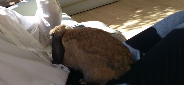 下北沢のうさぎカフェ おひさま 帝都を歩く