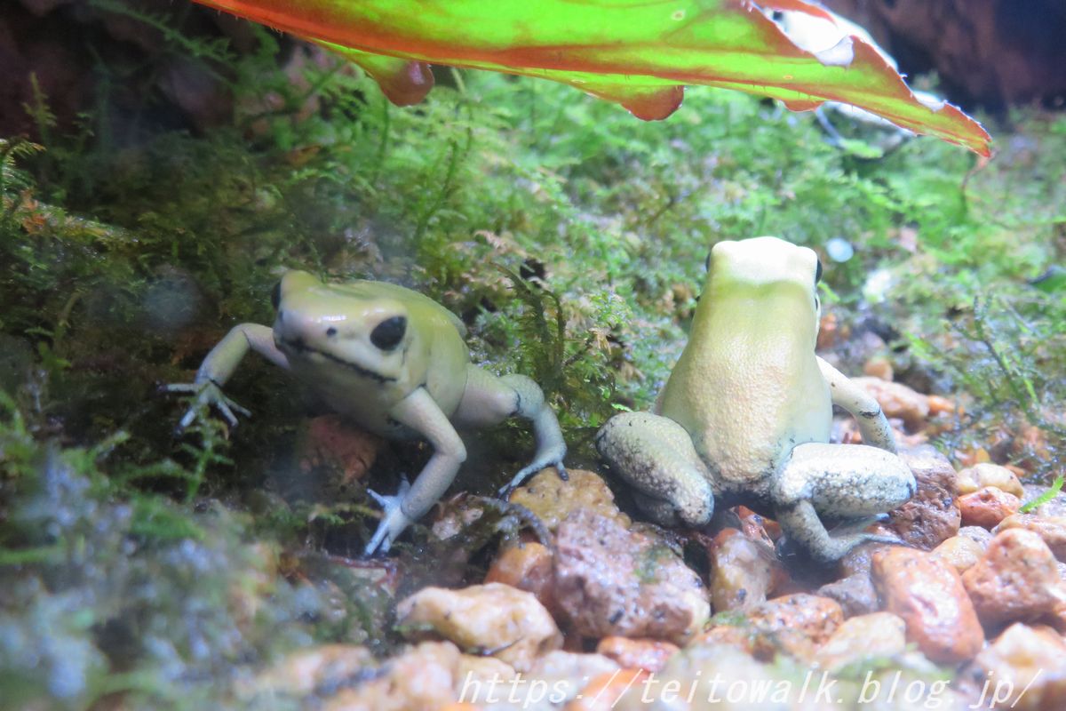 熱帯に生きる爬虫類たちとカエルの園「iZoo&KawaZoo」 : 帝都を歩く
