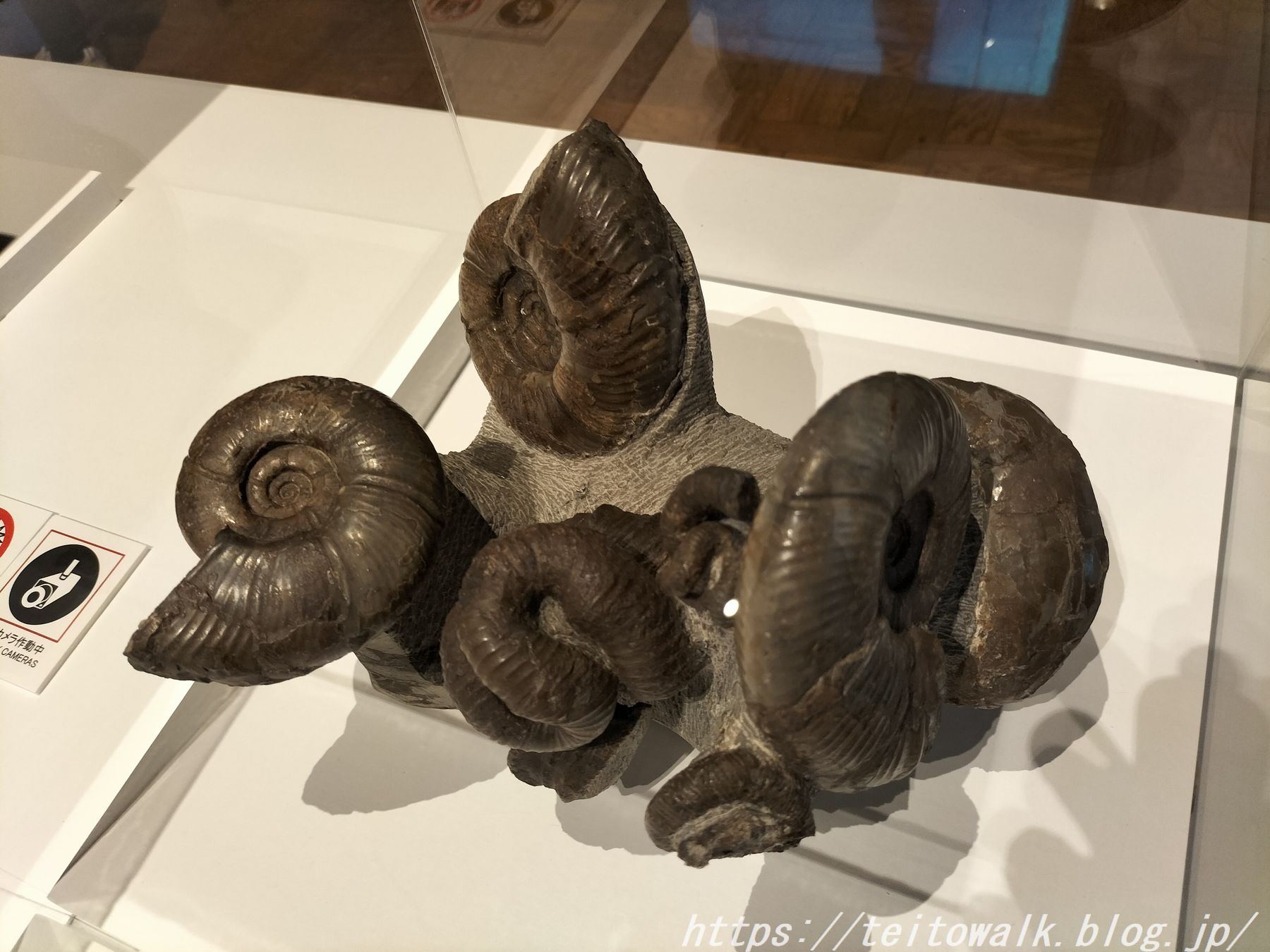 渦が巻けなかった異常巻きアンモナイト展『異形の美学』 : 帝都を歩く