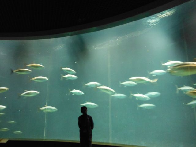 東日本人気no 1水族館 葛西臨海水族園 を歩く 帝都を歩く