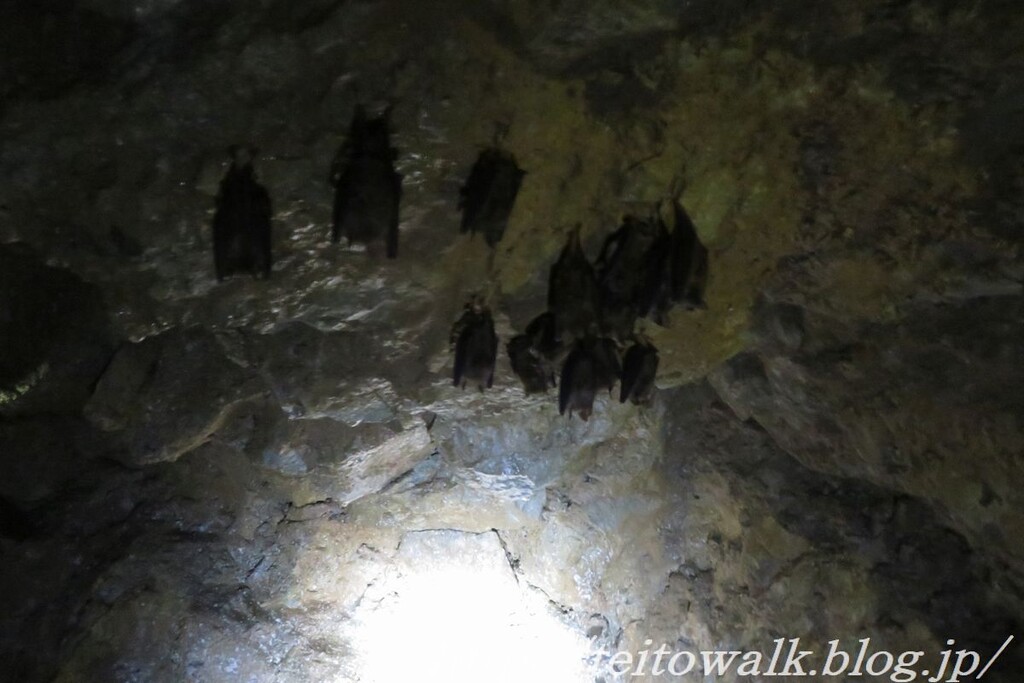 冬眠中のコウモリに触れる洞窟 関ケ原鍾乳洞 を歩く 帝都を歩く