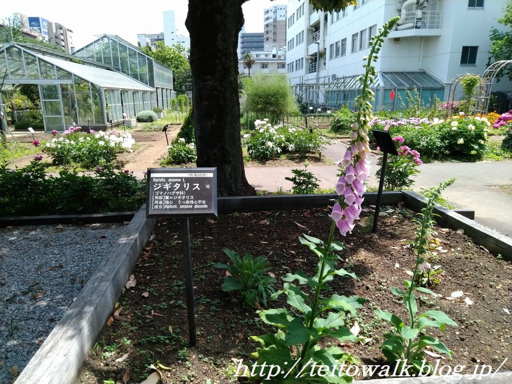 日本軍もうっかり使った猛毒植物 星薬科大学薬用植物園 帝都を歩く
