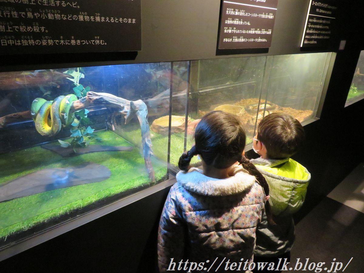 東京ソラマチ キモい展 南方戦線の奇妙な生物たち 帝都を歩く