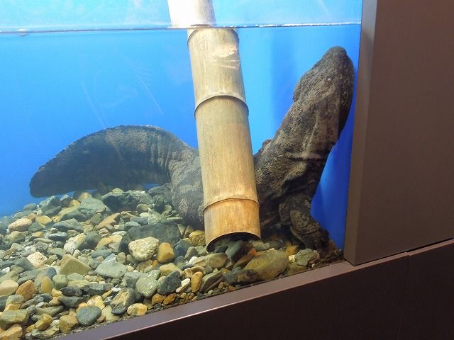 京都水族館～～～オオサンショウウオ : のら流動物園・水族館ブログ - 0f9afc77