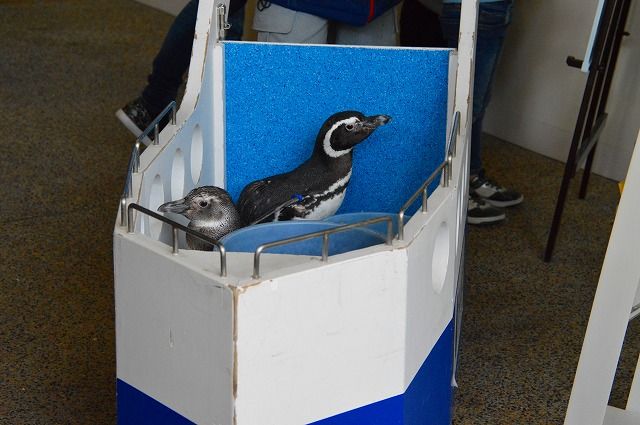うみたまご大分マリーンパレス水族館 あそびーち続編 のら流動物園 水族館ブログ うみたまご大分マリーンパレス水族館 あそびーち続編 のら流動物園 水族館ブログ