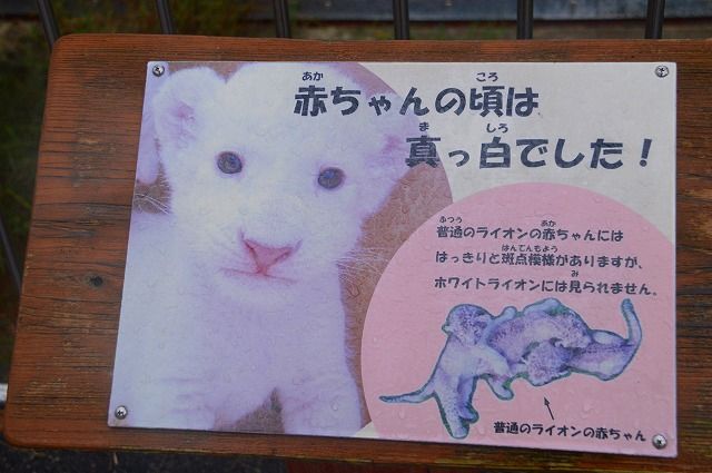 秋吉台サファリランド ホワイトライオン ホワイトタイガー のら流動物園 水族館ブログ 秋吉台サファリランド ホワイトライオン ホワイトタイガー のら流動物園 水族館ブログ