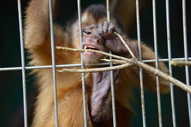 動物園 のら流動物園 水族館ブログ