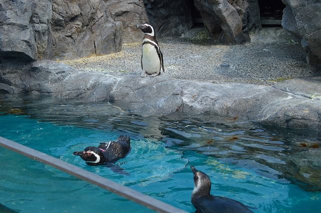 うみたまご大分マリーンパレス水族館 パフォーマンスエリア ペンギン編 のら流動物園 水族館ブログ