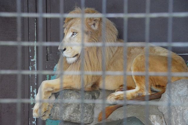 秋吉台サファリランド ホワイトライオン ホワイトタイガー のら流動物園 水族館ブログ 秋吉台サファリランド ホワイトライオン ホワイトタイガー のら流動物園 水族館ブログ