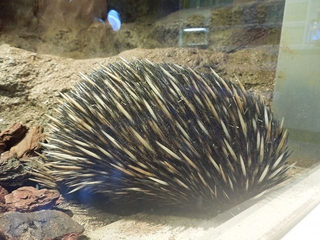 のら流動物園・水族館ブログ
ハリモグラ




ハリモグラのお食事沼津港深海水族館シーラカンス・ミュージアム沼津港深海水族館　シーラカンス・ミュージアム