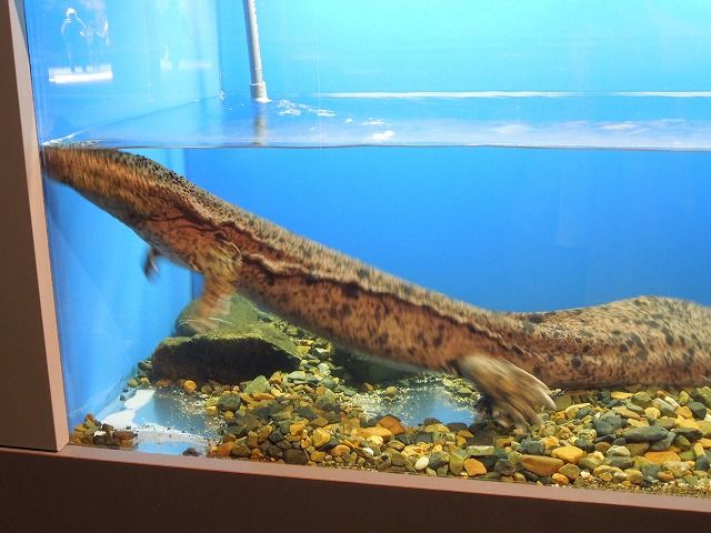 京都水族館～～～オオサンショウウオ : のら流動物園・水族館ブログ - 99b0049D