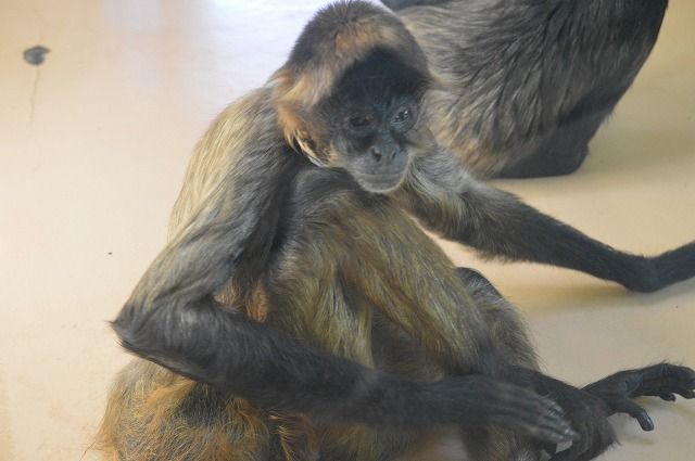 茶臼山動物園 のら流動物園 水族館ブログ 茶臼山動物園 のら流動物園 水族館ブログ