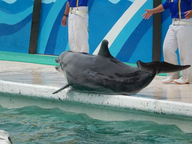 鴨川シーワールド イルカパフォーマンス トロピカルアイランド のら流動物園 水族館ブログ