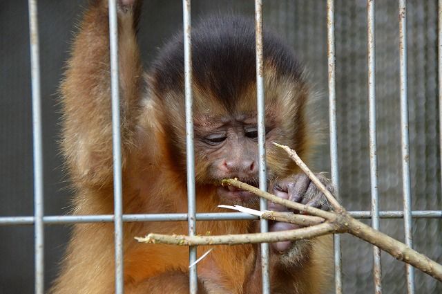 動物園 のら流動物園 水族館ブログ