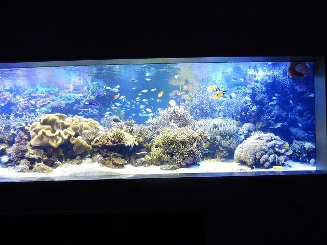鳥羽水族館~コーラルリーフダイビング・森の水辺・人魚の海 鳥羽水族館~コーラルリーフダイビング・森の水辺・人魚の海