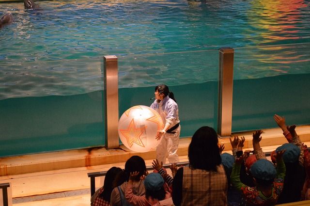 青森県営浅虫水族館 イルカショー イルカ のら流動物園 水族館ブログ
