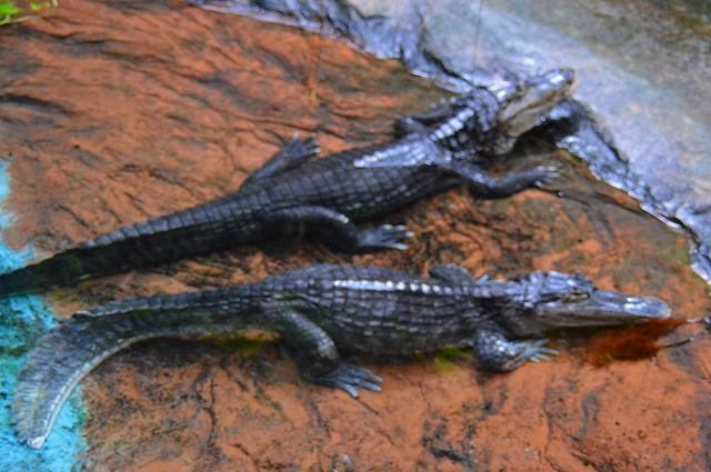 高知県立のいち動物公園 続々続 のら流動物園 水族館ブログ