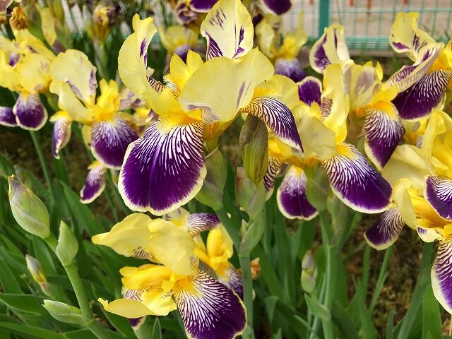 いずれあやめかかきつばた のら風絵日記リニューアル