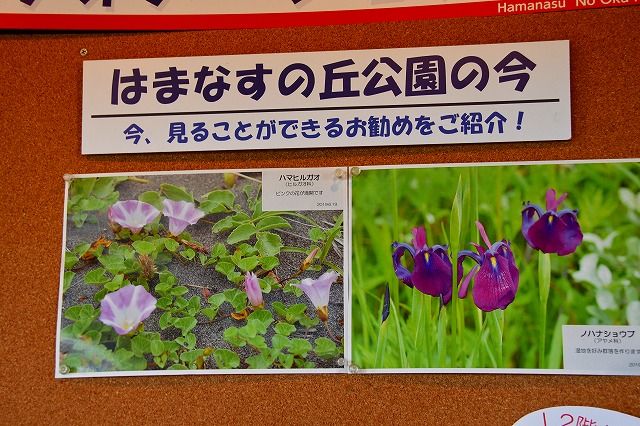 はまなすの丘公園 石狩市 北海道 のら風絵日記リニューアル はまなすの丘公園 石狩市 北海道 のら風絵日記リニューアル