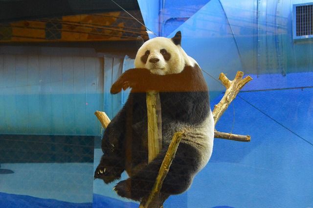 台北市立動物園 台湾 のら風絵日記リニューアル