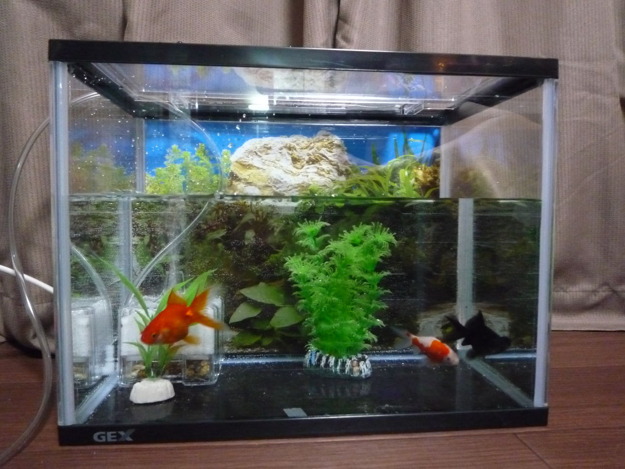 金魚とか虫さされとか なんか夏っぽいねw 野良的日記 金魚とか虫さされとか なんか夏っぽいねw 野良的日記