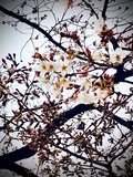 今年は桜の下でBBQでもしますかね