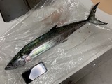 狙って釣ってみたい!