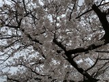 8分咲きかなぁ、、、あぁ花見したいなぁ