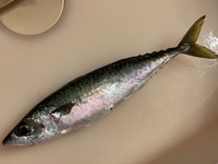 焼いてしまい失敗、次は生チャレンジ