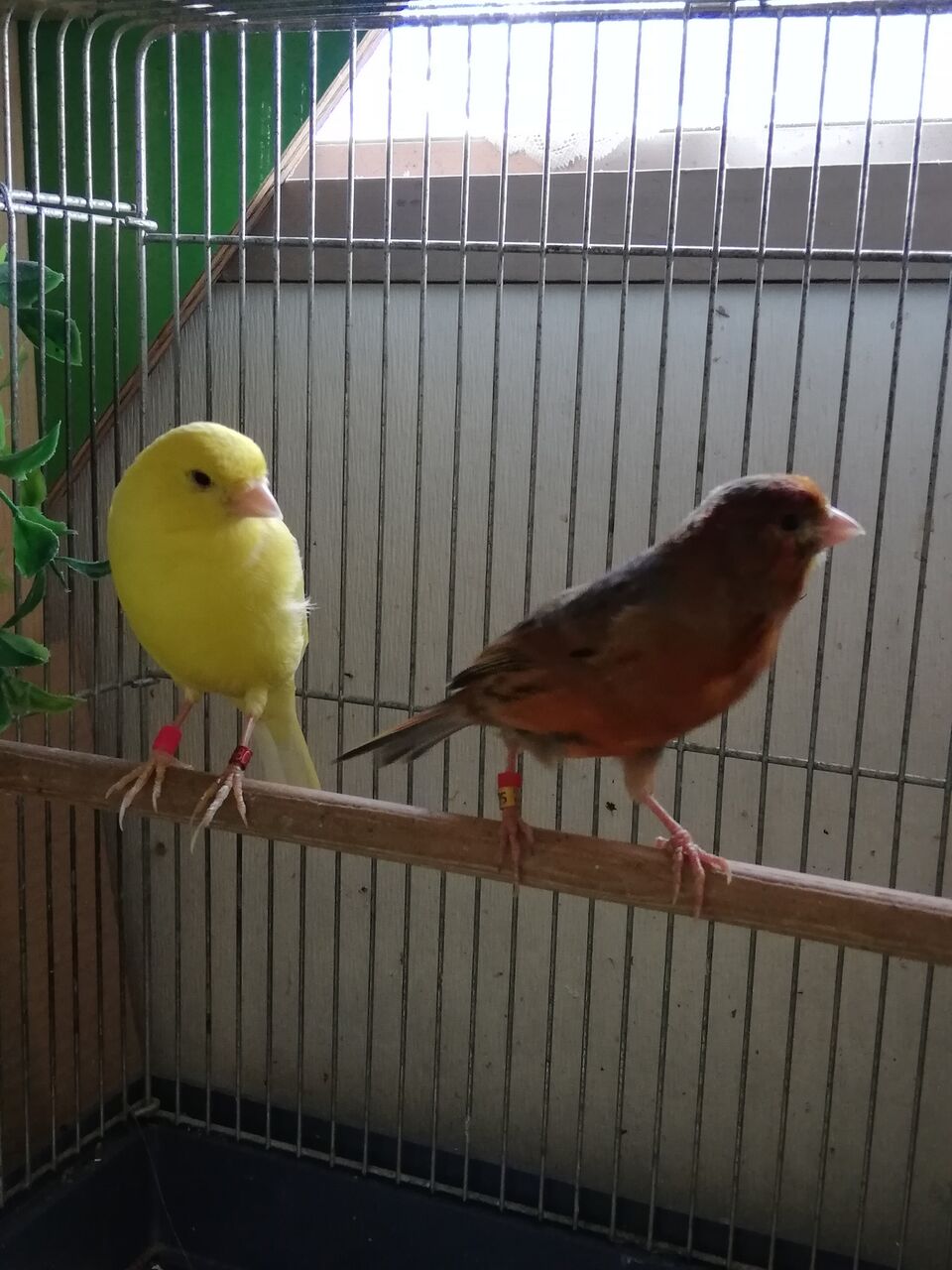 カナリアを手乗りで育てることに キンカチョウ カナリヤ 十姉妹飼育など カナリアを手乗りで育てることに キンカチョウ カナリヤ 十姉妹飼育など