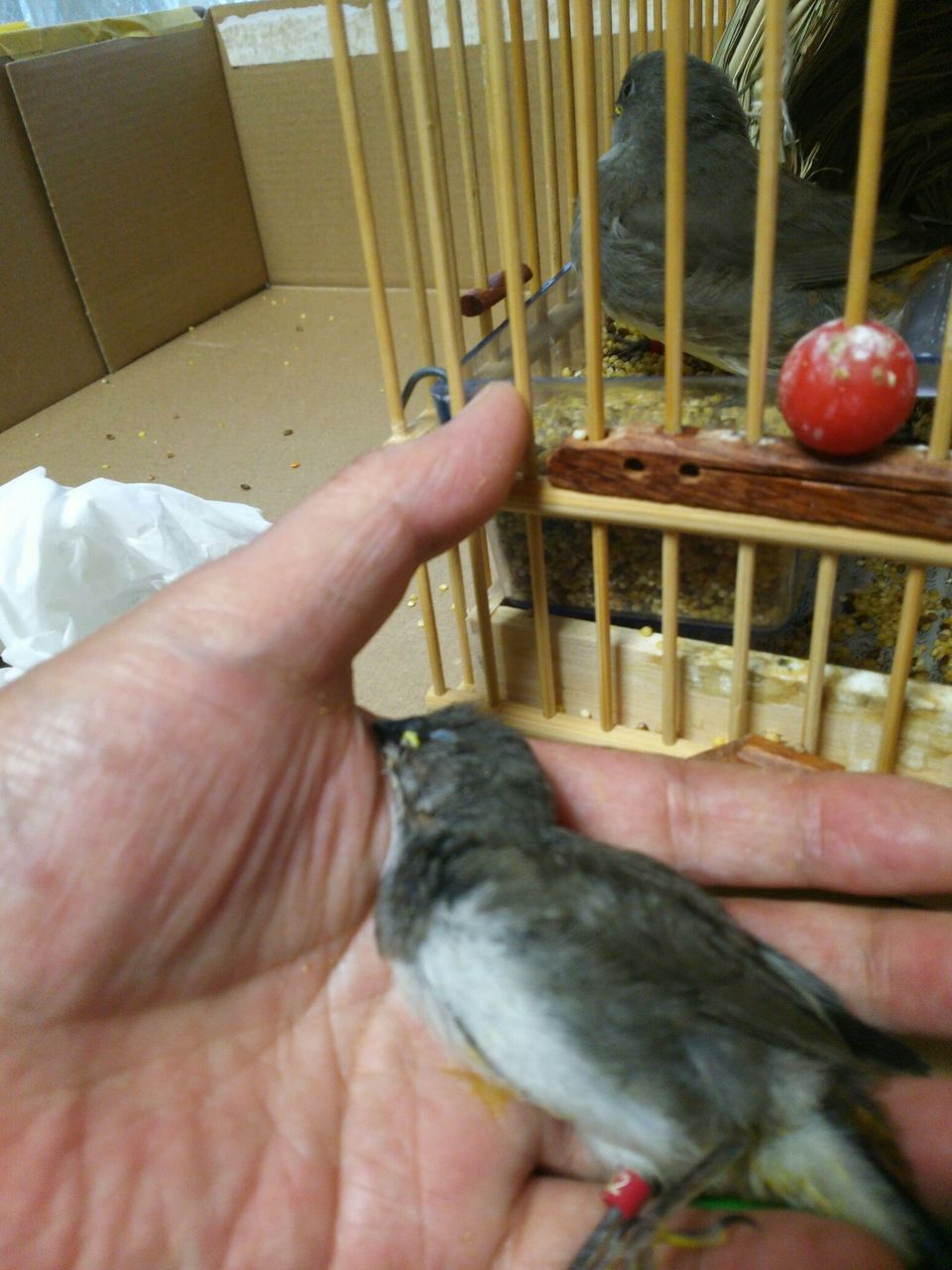 キンカチョウ ペー達のおはなし 鳥とハーモニカ