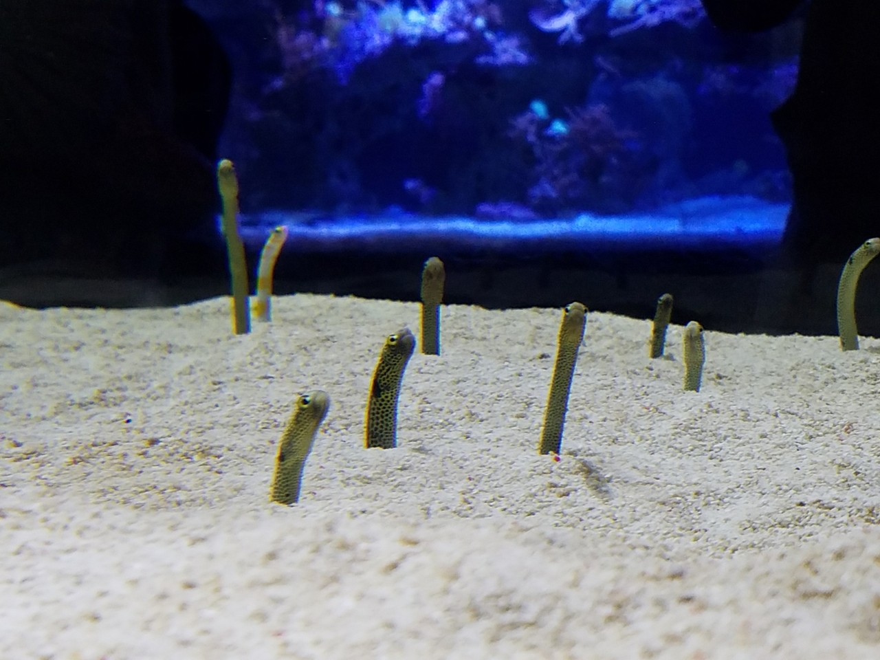 すみだ水族館 チンアナゴまつり B 日記帳
