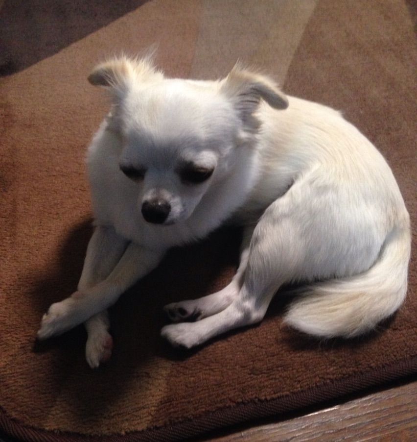 おやすみ写真集 Zzzzz ほぼチワワ まめ