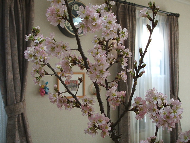 桜