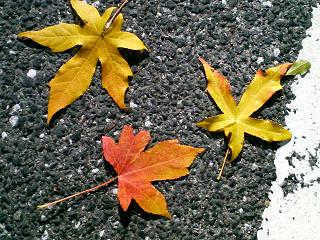 200811181320001